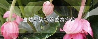 宝莲灯浇水的正确方法,第1图