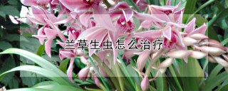 兰草生虫怎么治疗,第1图