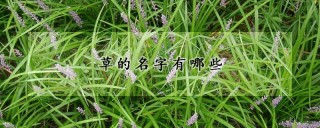 草的名字有哪些,第1图