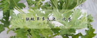 驱蚊草多久浇一次水,第1图