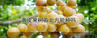 黄皮果树苗北方能种吗,第1图