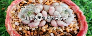 多肉长黑色霉菌怎么办,第1图