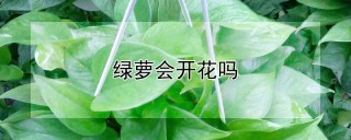 绿萝会开花吗,第1图