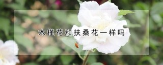 木槿花和扶桑花一样吗,第1图