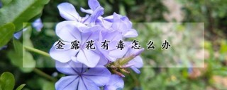 金露花有毒怎么办,第1图