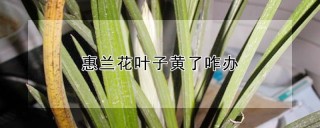 惠兰花叶子黄了咋办,第1图