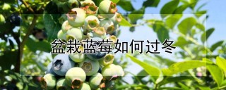 盆栽蓝莓如何过冬,第1图