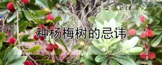 种杨梅树的忌讳,第1图