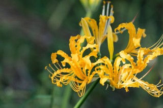 彼岸花种子种植方法,第2图