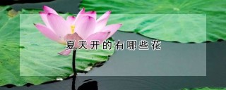 夏天开的有哪些花,第1图