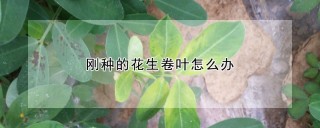 刚种的花生卷叶怎么办,第1图