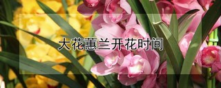 大花蕙兰开花时间,第1图