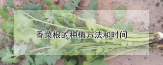 香菜根的种植方法和时间,第1图