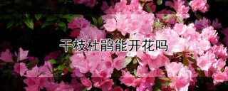 干枝杜鹃能开花吗,第1图