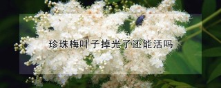 珍珠梅叶子掉光了还能活吗,第1图