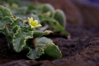 十种植物传播种子的方法 植物种子的传播方法,第4图