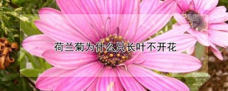 荷兰菊为什么只长叶不开花,第1图