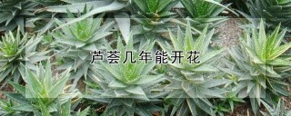 芦荟几年能开花,第1图