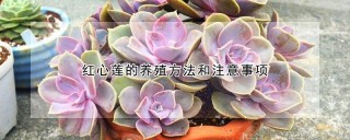 红心莲的养殖方法和注意事项,第1图