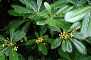 除甲醛最有效方法植物 什么植物除甲醛快,第1图