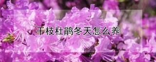 干枝杜鹃冬天怎么养,第1图