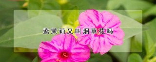 紫茉莉又叫烟草花吗,第1图