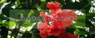 扶桑花为什么叫死人花,第1图