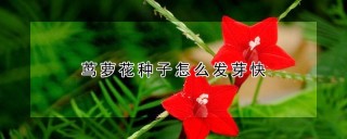 茑萝花种子怎么发芽快,第1图