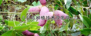 八月瓜种植技术及条件,第1图