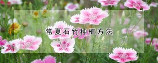 常夏石竹种植方法,第1图