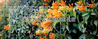 家里为什么不能养炮仗花,第1图