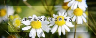 洋甘菊水养可以养多久,第1图