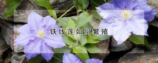 铁线莲如何繁殖,第1图