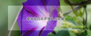 牵牛花几点开放几点合拢,第1图