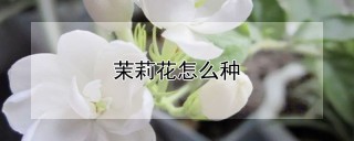 茉莉花怎么种,第1图