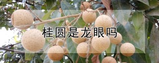 桂圆是龙眼吗,第1图