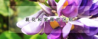 葛花和紫藤的区别,第1图