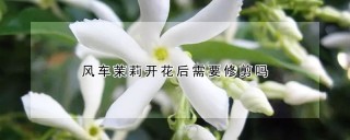 风车茉莉开花后需要修剪吗,第1图