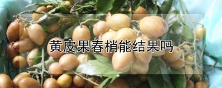 黄皮果春梢能结果吗,第1图