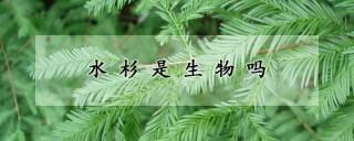 水杉是生物吗,第1图