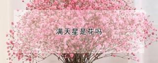 满天星是花吗,第1图