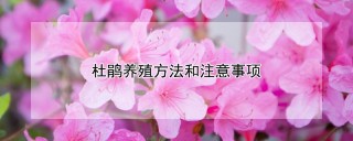 杜鹃养殖方法和注意事项,第1图