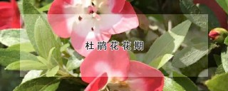 杜鹃花花期,第1图