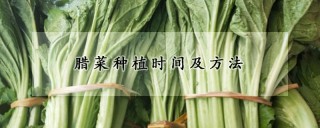 腊菜种植时间及方法,第1图