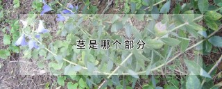 茎是哪个部分,第1图