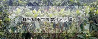 枇杷树不结果是什么回事?,第1图