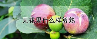 无花果什么样算熟,第1图