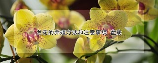 兰花的养殖方法和注意事项 盆栽,第1图