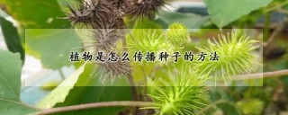 植物是怎么传播种子的方法,第1图