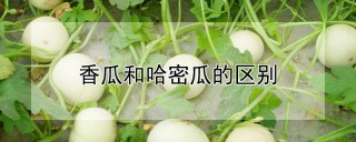 香瓜和哈密瓜的区别,第1图